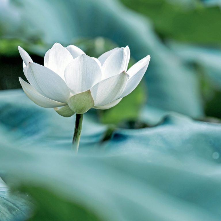 Nahaufnahme von weißer Lotusblume auf See steht für Reinheit und Schönheit