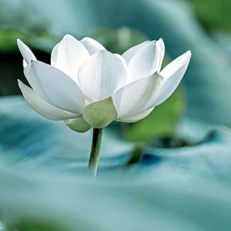 lotusblume-symbol-fuer-reinheit.jpg Nahaufnahme von weißer Lotusblume auf See, steht für Reinheit und Schönheit