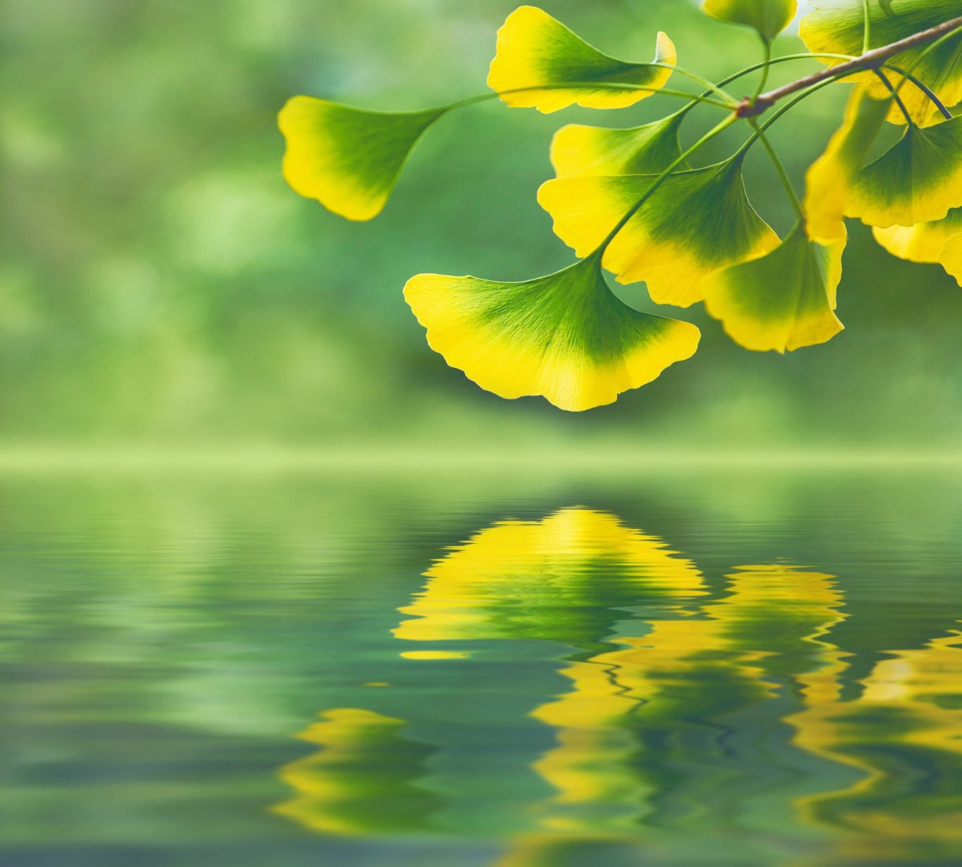 ginkgo-zweig-symbol-fuer-gesundheit.jpg Herabhängender Giinkgozweig spiegelt sich im Wasser und symbolisiert Gesundheit
