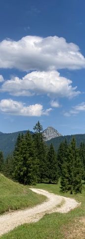 weg-in-den-bergen.jpeg Pfad in den Bergen führt durch Wiesen mit Tannen und Gipfel im Hintergrund